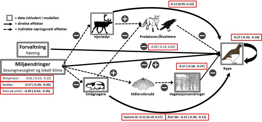 COAT predikerte oppgang i rypebestandene i Finnmark i år og dette samsvarer godt med FeFo’s takseringer